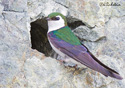 Tachycineta thalassina
